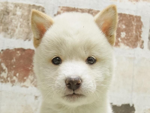 広島県の豆柴 (ペッツワン広島LECT店/2024年12月20日生まれ/男の子/淡赤)の子犬